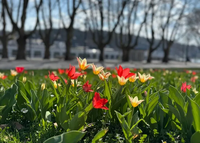 Rhine & Wine Daire Koblenz (Rhineland-Palatinate)